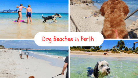 Dog Beaches in Perth