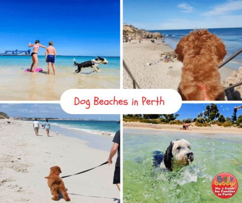 Dog Beaches in Perth