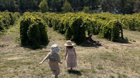 Edgecombe Bros, Henley Brook