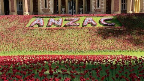 Poppy Display at Government House Gardens