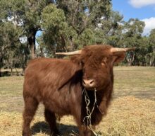 Noah’s Park Farm, Carabooda