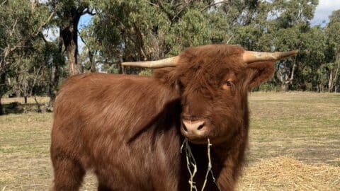 Noah’s Park Farm, Carabooda