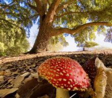 Golden Valley Tree Park in Autumn, Balingup