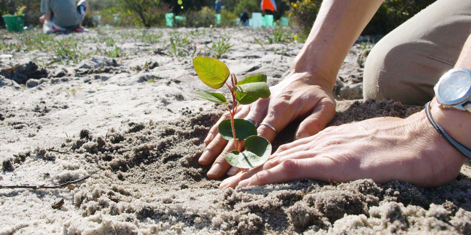 Planting-day_WEB